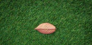 Садівник розповів, як впоратися з жовтими плямами на газоні