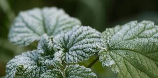 Дачники розповіли, як кропива допоможе перцям рости 