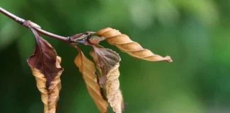 Експерти розповіли про важливу обробку саду від бурого листя