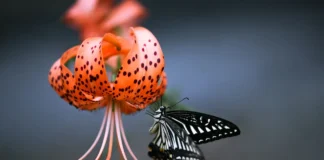 Садівник назвав 5 найароматніших квітів для посадки на дачі