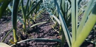 Чому навесні жовтіє часник та як це виправити