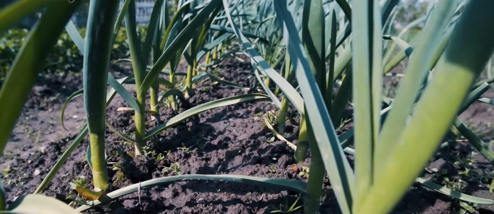 Чому навесні жовтіє часник та як це виправити