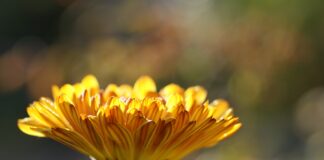 Городники назвали користь календули на городі