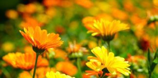  Садівники пояснили, як вирощувати нагідки в саду