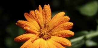 Чим корисна календула для городу