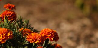 Чим корисні чорнобривці для городу