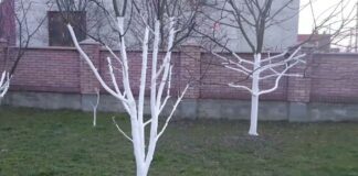 Садівники розповіли, як треба білити дерева з користю