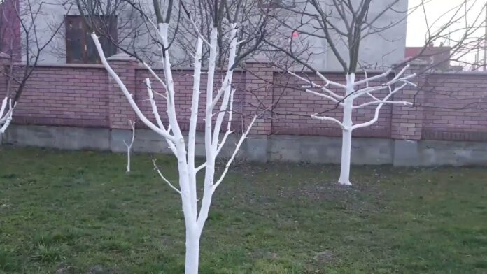 Садівники розповіли, як треба білити дерева з користю