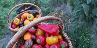 Городники назвали найкращі методи вирощування перцю