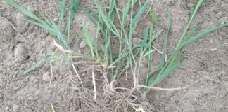 Експерти розповіли, як за один раз прибрати бур'яни з ділянки