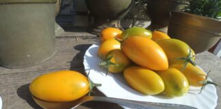 Вибираємо найкращий сорт томатів: поради городників