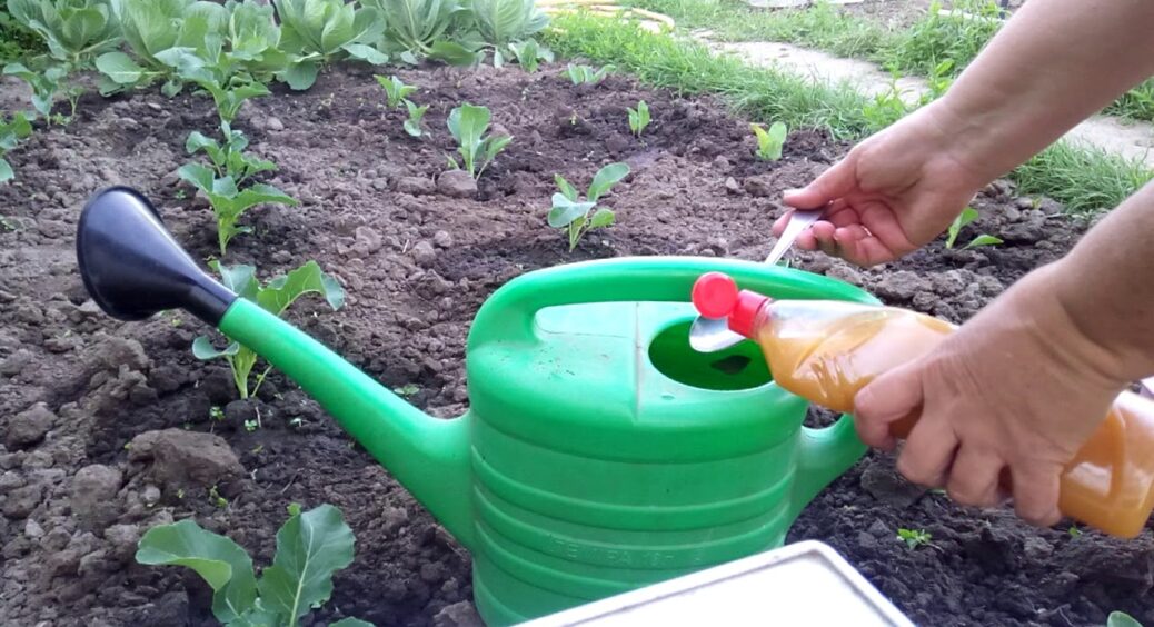 3 ложки на літр води і хрестоцвітна блоха повилітає з городу, як ошпарена: геніальний спосіб моєї куми 