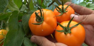 Найкращий сорт томатів для вирощування