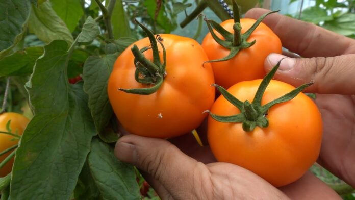 Найкращий сорт томатів для вирощування