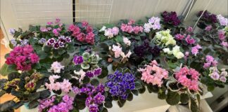 Флористи назвали найкраще добриво для фіалок