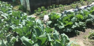 Що робити, якщо на городі потріскалася капуста 