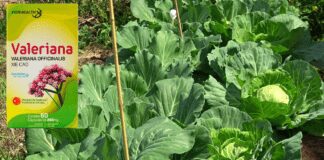 Садівники назвали натуральний засіб, який захищає капусту від шкідників