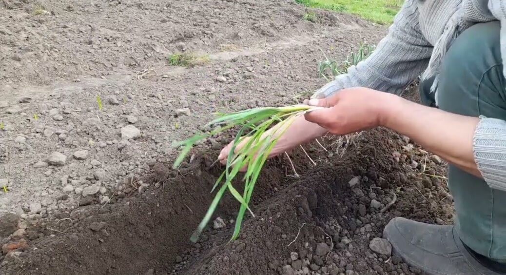 Пожовтіле пір’я вмить позеленіло: бабусина мудрість допомогла врятувати озимий часник після заморозків 