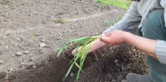 Городник розповів, як аптечний засіб допоміг оживити озимий часник