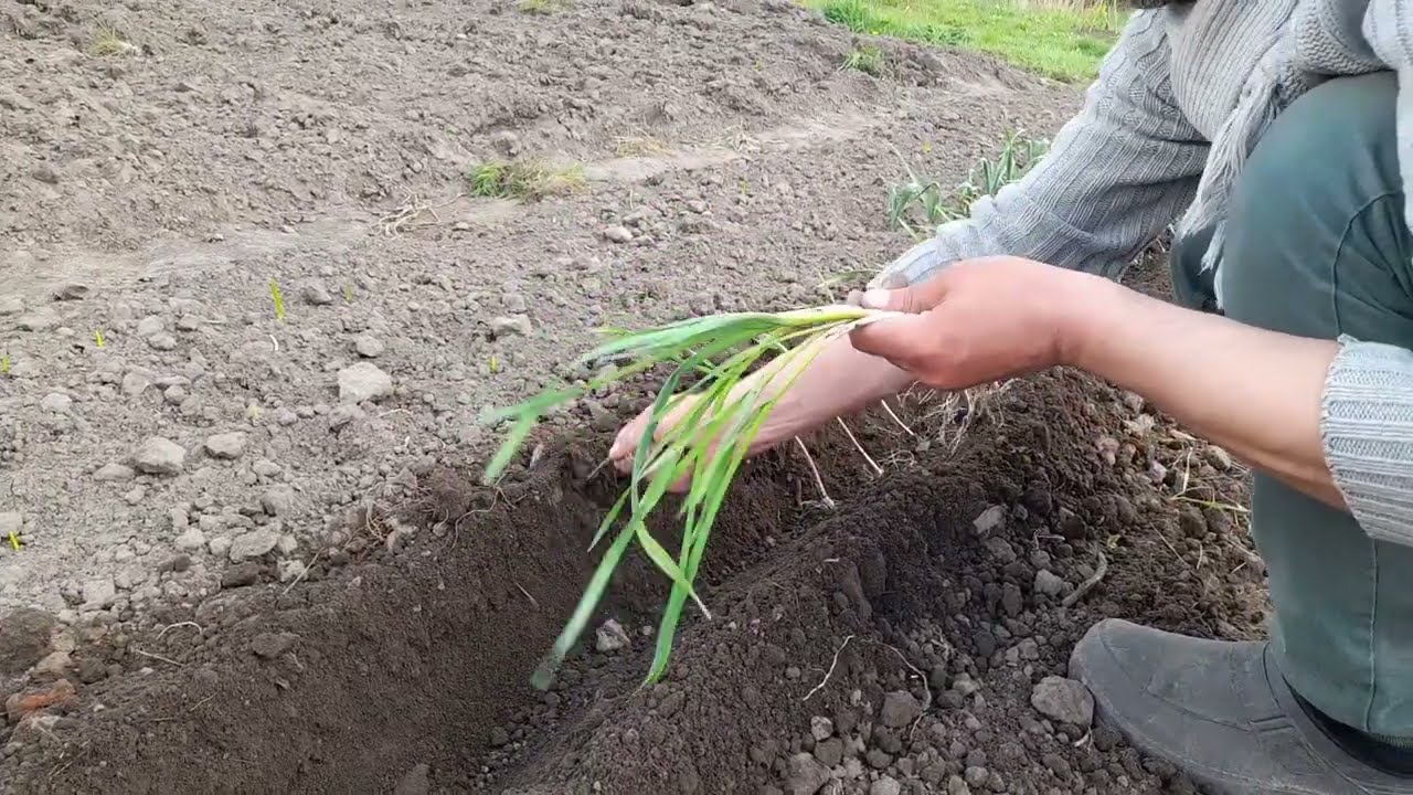 Городник розповів, як аптечний засіб допоміг оживити озимий часник