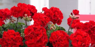 Рецепт добрива для сухої герані