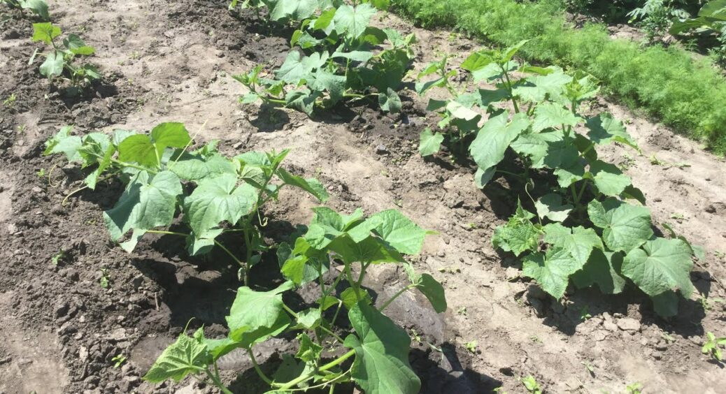 Огірки-“доходяги” після цієї підкормки за ніч ожили і тепер ніколи не в’януть: теплиця аж тріщить від них 