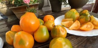 Садівники назвали найкращі сорти томатів, які рано дозрівають