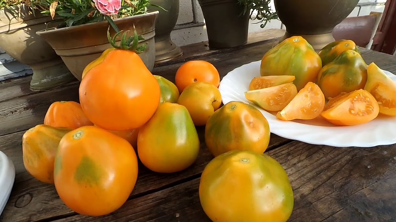 Найкращий сорт томатів для вирощування