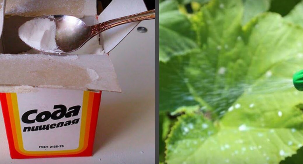 У травні купую відразу 5 пачок соди, вистачає на 2 дні: кущі, квіти та грядки обробляю супер-розчином 