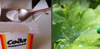 Садівник назвав найкращий засіб для рослин, який захищає від шкідників