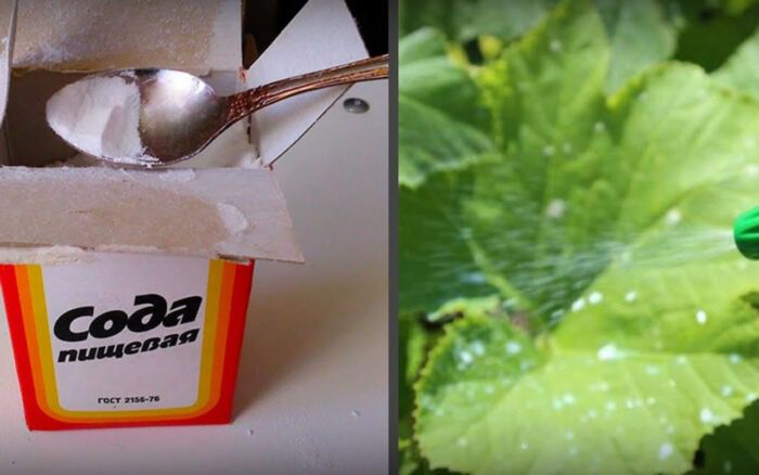 Садівник назвав найкращий засіб для рослин, який захищає від шкідників