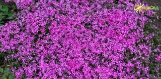 Садівники назвали квіти, який гарно цвітуть і захищають від бур'яну