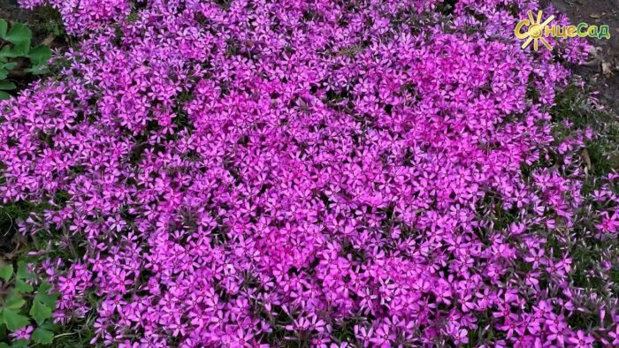 Садівники назвали квіти, який гарно цвітуть і захищають від бур'яну