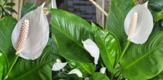 Як оживити зівʼялі кімнатні квіти: лайфхак від досвідчених