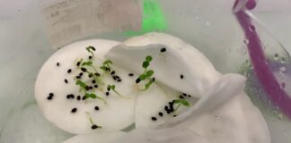 Городники розповіли, в чому замочувати насіння перед посівом