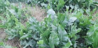 Засадила увесь город різними культурами: місця вистачило 