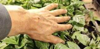 Підживлюємо розсаду ефективно та правильно: поради спеціалістів