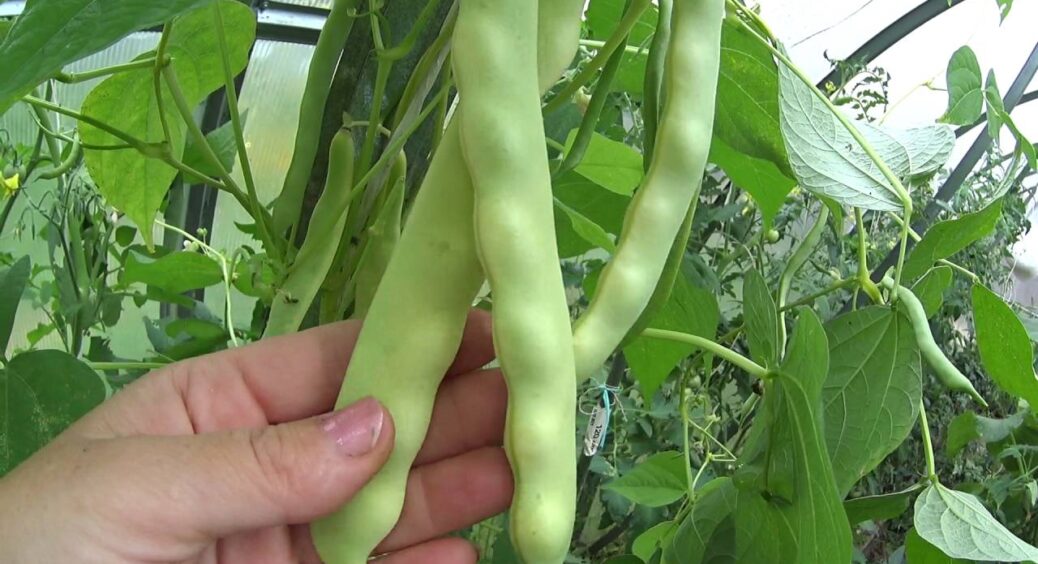 Заморожую на зиму ящиками – моя найулюбленіша квасолька: найкращі сорти, які потрібно посіяти в цьому році 