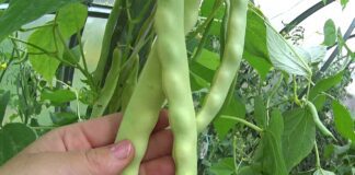 Експерти розповіли про культури, які на городі можуть садити навіть початківці