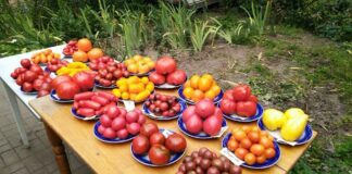Городники назвали найкраще підживлення для томатів