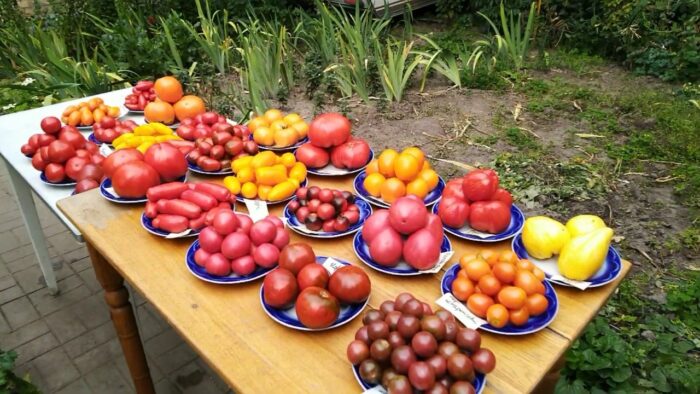 Садівники назвали найкращі сорти томатів, які рано дозрівають