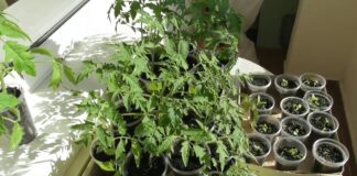 Садівники назвали найкраще натуральне добриво для здорової розсади