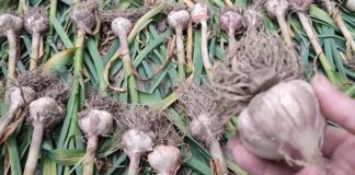 Вибираємо найкраще підживлення для часнику: поради садівників