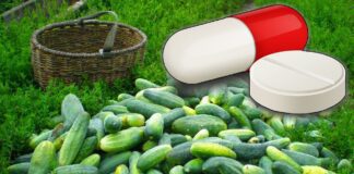 Спеціалісти назвали підживлення, яке знижує врожайність огірків