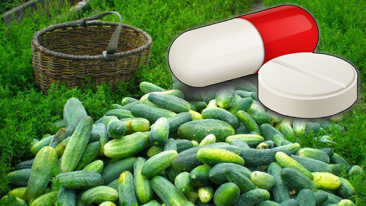 Спеціалісти назвали підживлення, яке знижує врожайність огірків