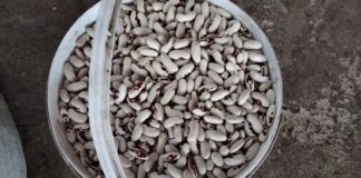 Експерти розповіли, як правильно зберігати квасолю 