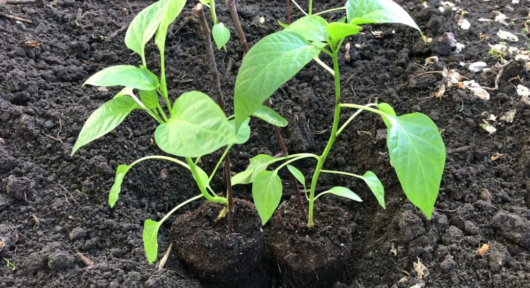 Обдурила вибагливу розсаду перцю цим простим лайфхаком, тепер готую відра на врожай: перчики як з картинки 