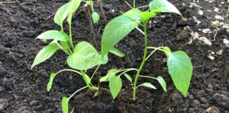 Садівники назвали найкращий метод вирощування перцю