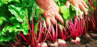 Вирощуємо буряки правильно: поради городників