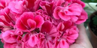 Флористи назвали найкращу підкормку для домашніх квітів